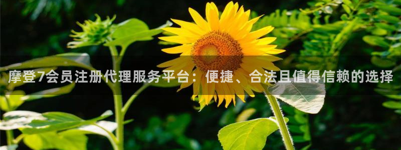 摩根娱乐体育凯捷平台主管：摩登7会员注册代理服务平台：便捷、合法且值得信赖的选择